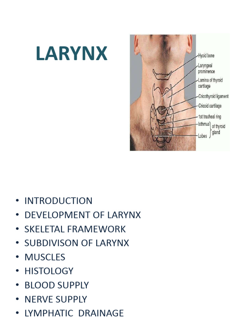 Development of Larynx | PDF | Larynx | Human Head And Neck