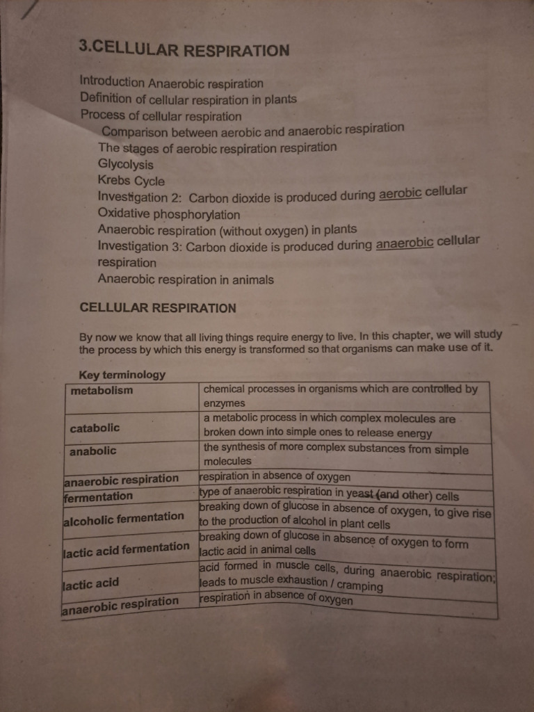Cellular Respiraton Notes | PDF