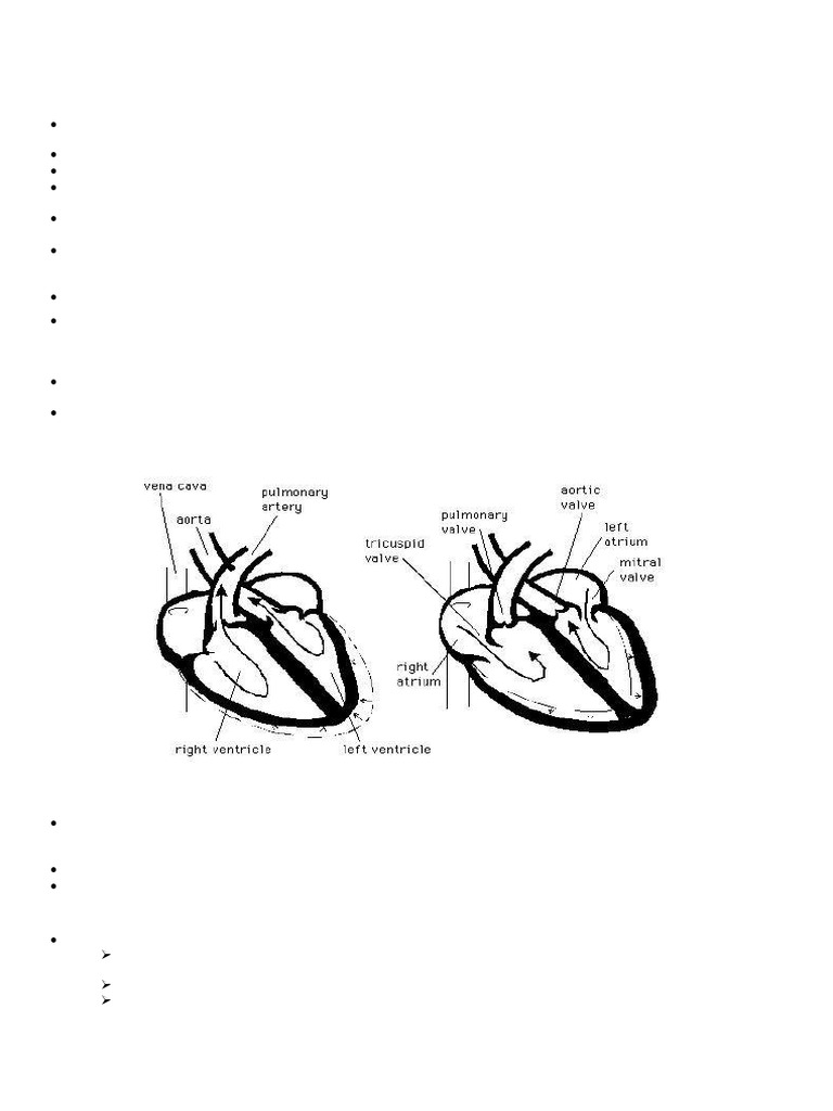 Heart | PDF | Heart Valve | Ventricle (Heart)