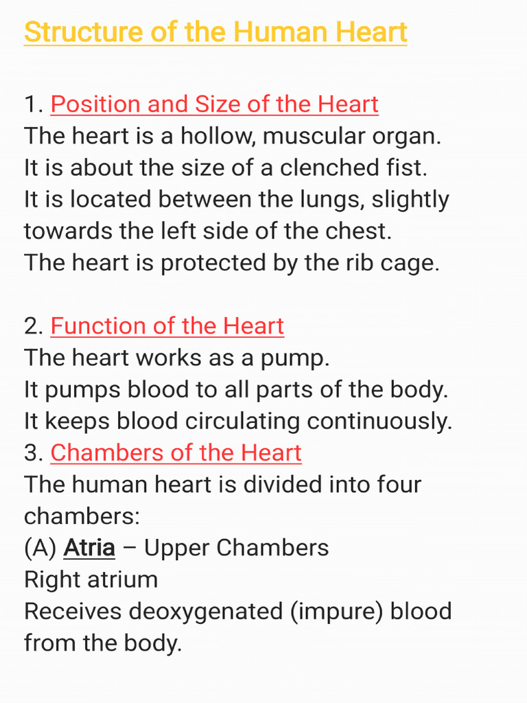 Structure of The Human Heart | PDF
