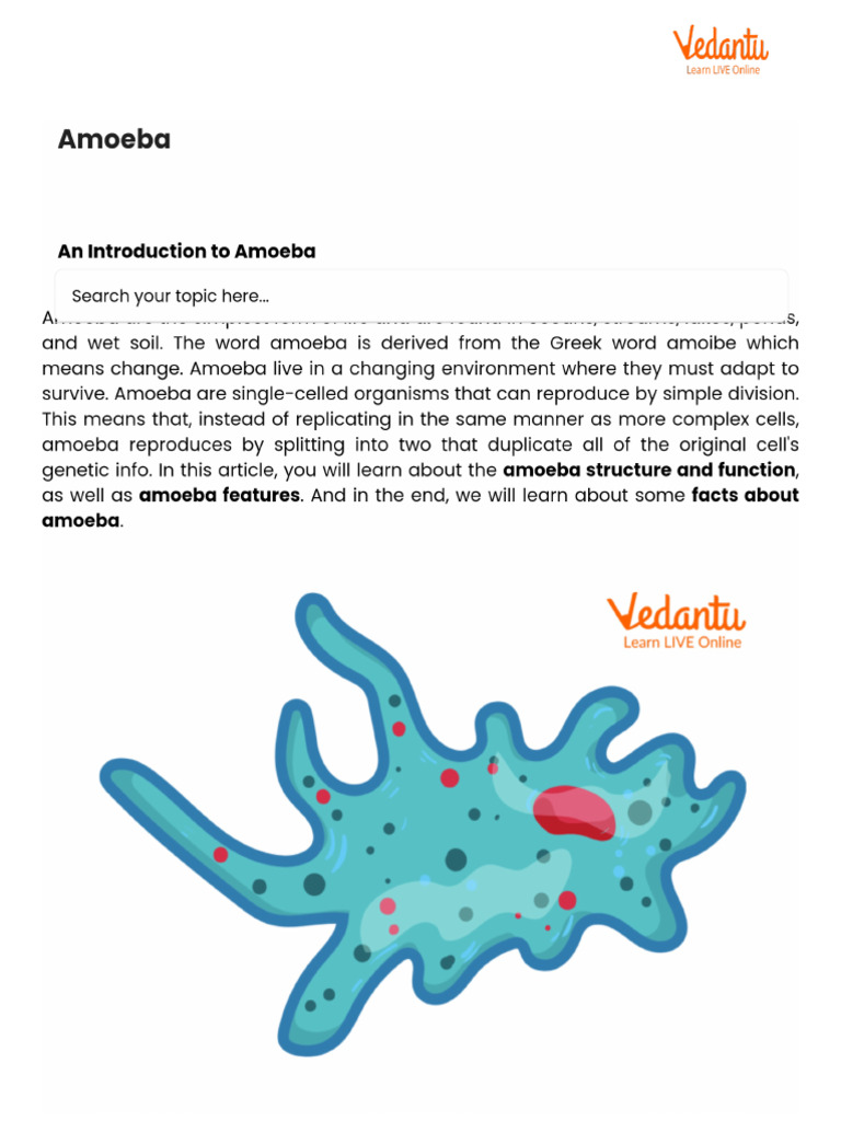 Amoeba | PDF