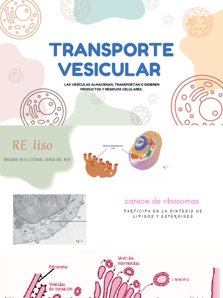 Trasporte Vesicular | PDF | Retículo endoplásmico | Anatomía Celular