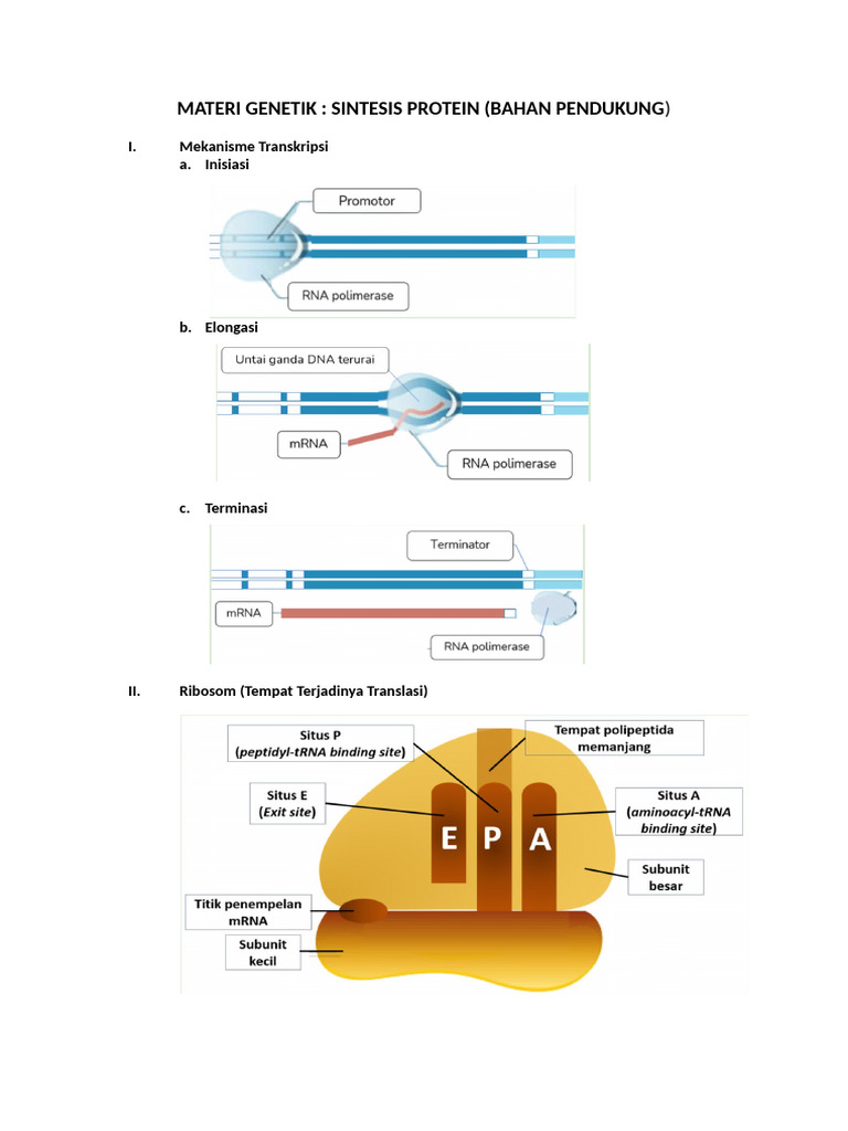 Sintesis Protein | PDF