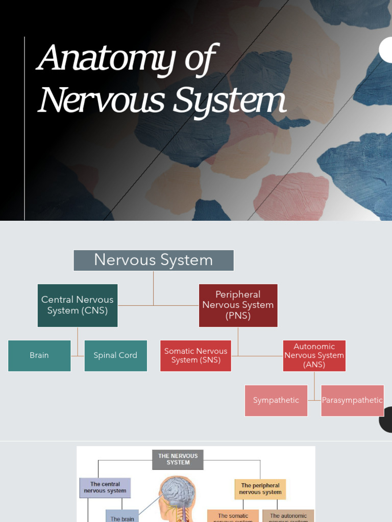 4 Anatomy of Nervous System ITP | PDF | Cerebral Cortex | Spinal Cord