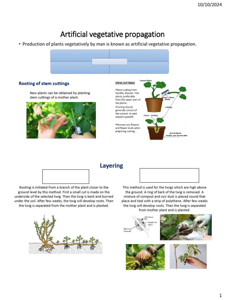 Artificial Vegetative Propagation | PDF | Grafting | Flowers