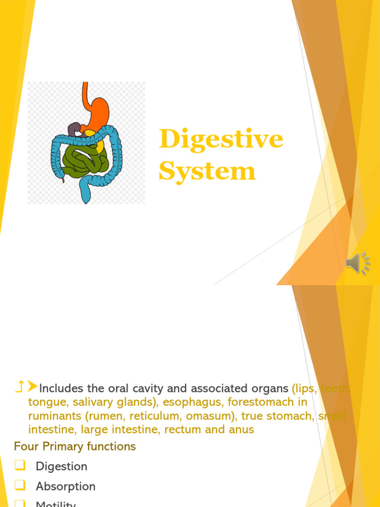 Lecture 8 - Digestive System and Body Temperature Regulation | PDF ...