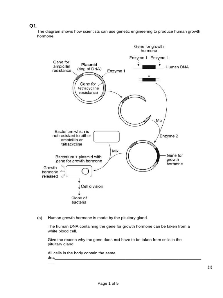 Genetic Eng FA No MKSCH | PDF | Plasmid | Bacteria
