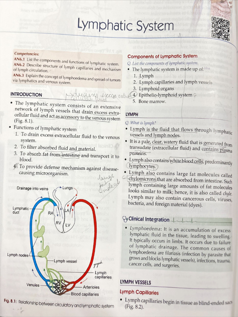 Lymphoid System | PDF