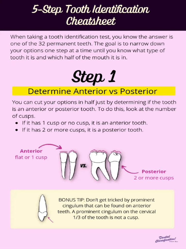 Tooth Identification Cheat Sheet | PDF | Dental Anatomy | Human Anatomy