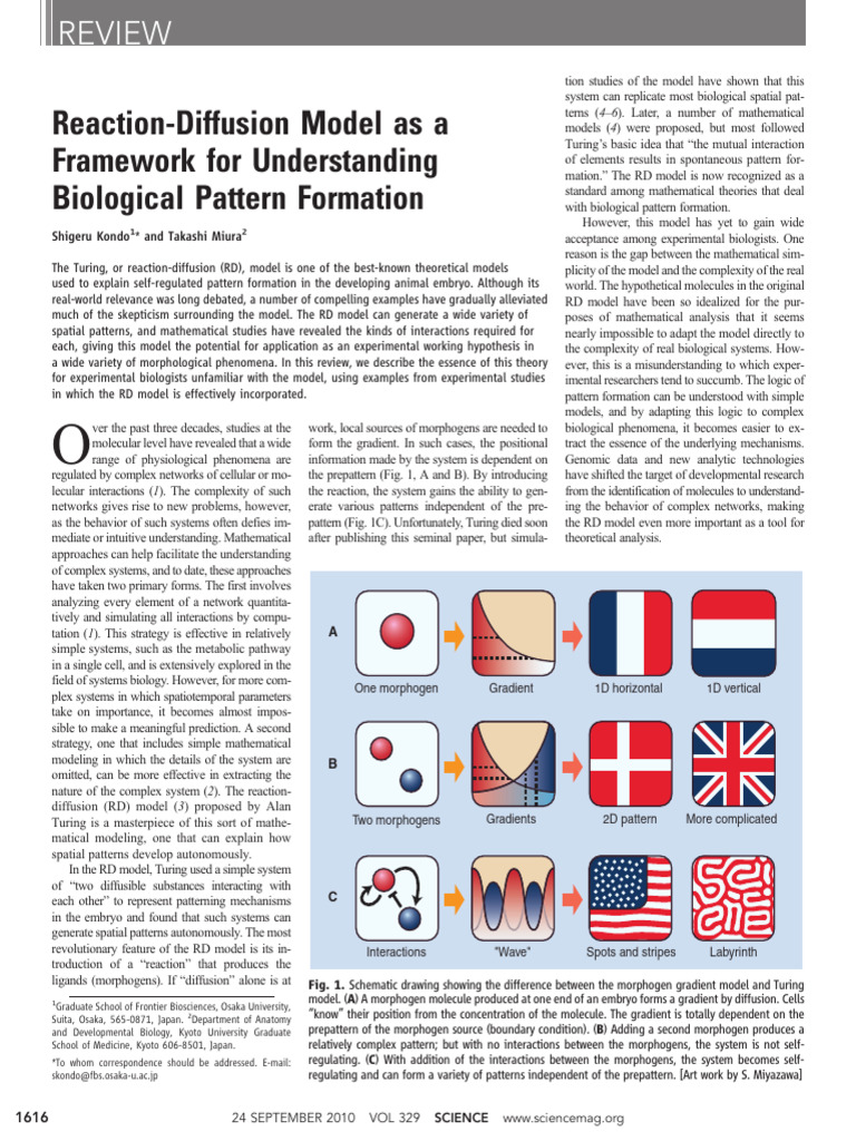 Reaction-Diffusion Model as AFramework for UnderstandingBiological ...