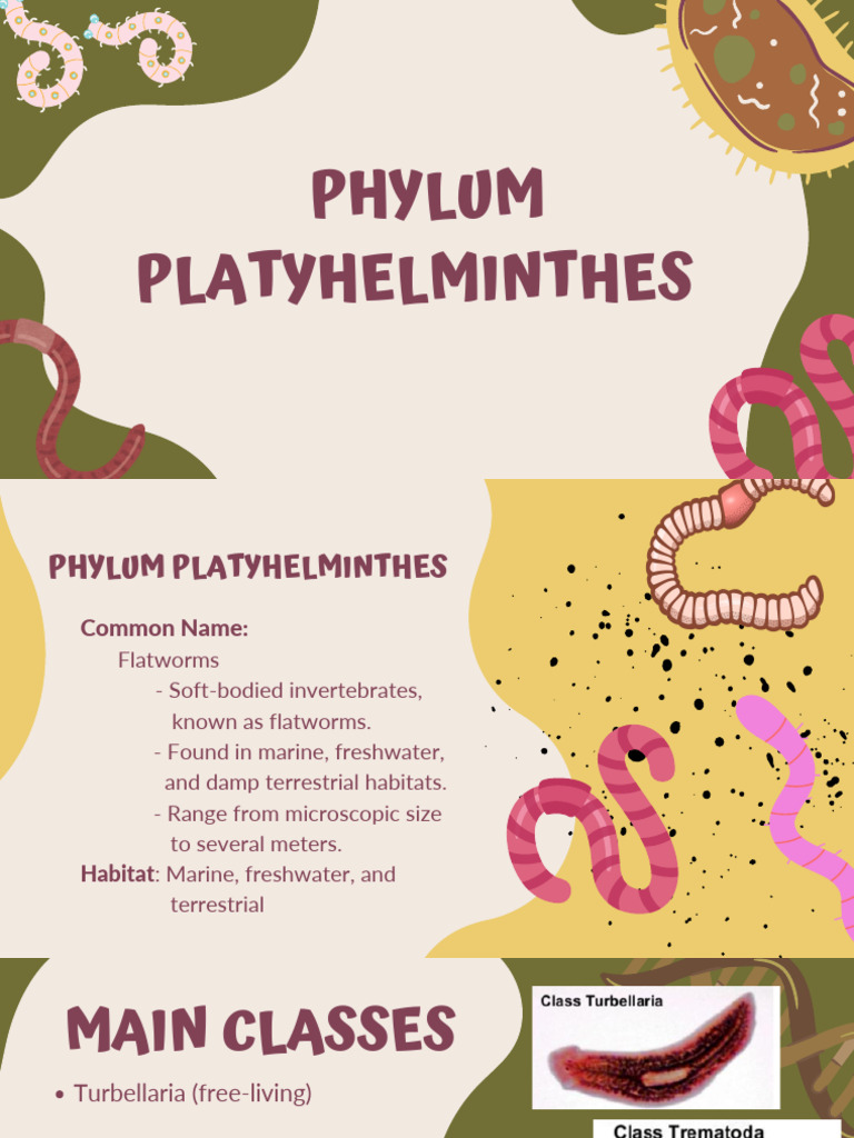Phylum Platyhelminthes | PDF | Biology | Zoology