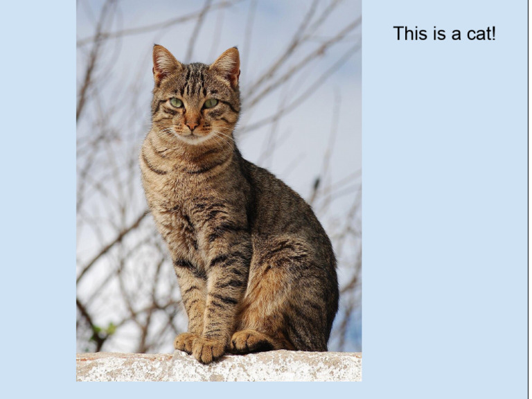 Cat Document | PDF