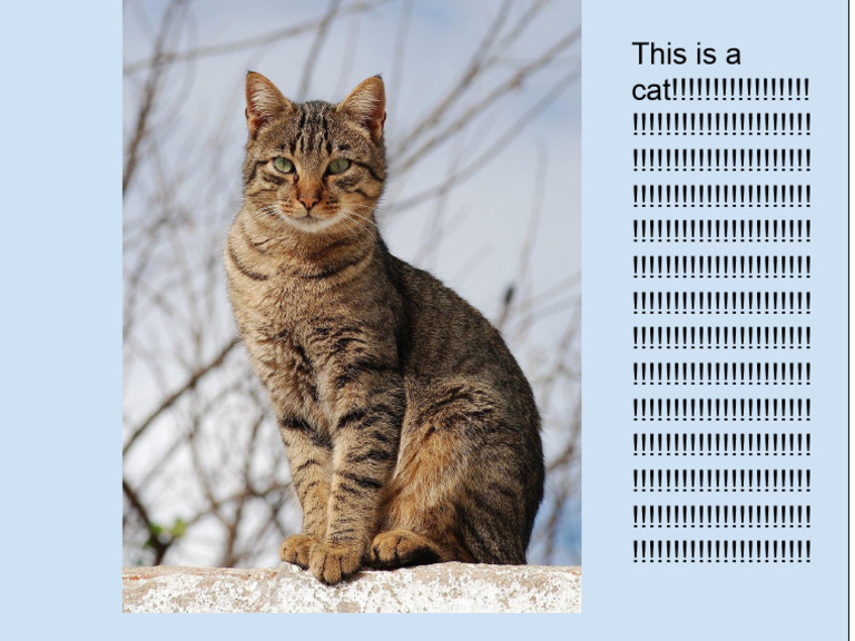 Better Cat Document | PDF