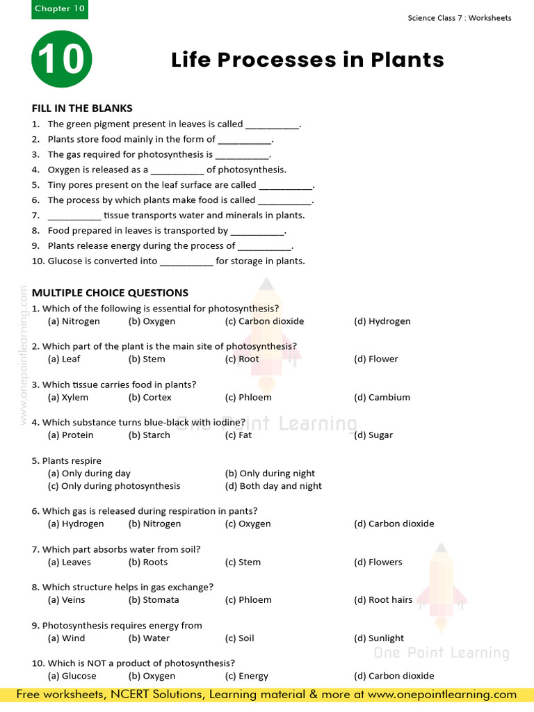 Class 7 Science Curiosity Chapter 10 Life Processes in Plants Worksheet ...