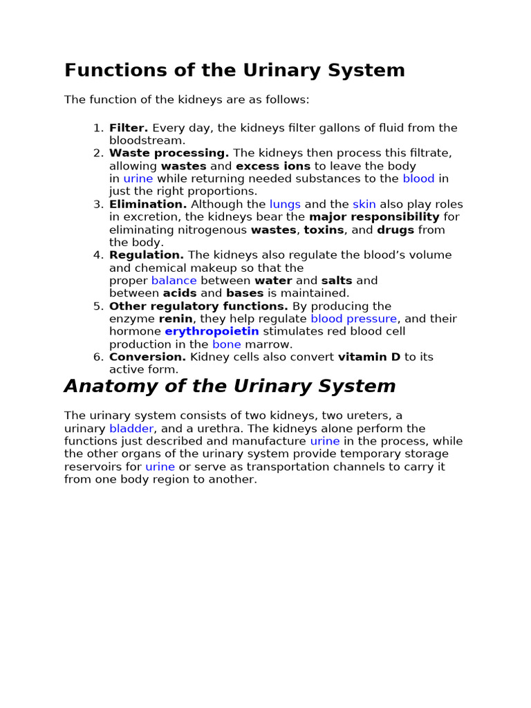 Functions of The Urinary System | PDF | Kidney | Urinary System