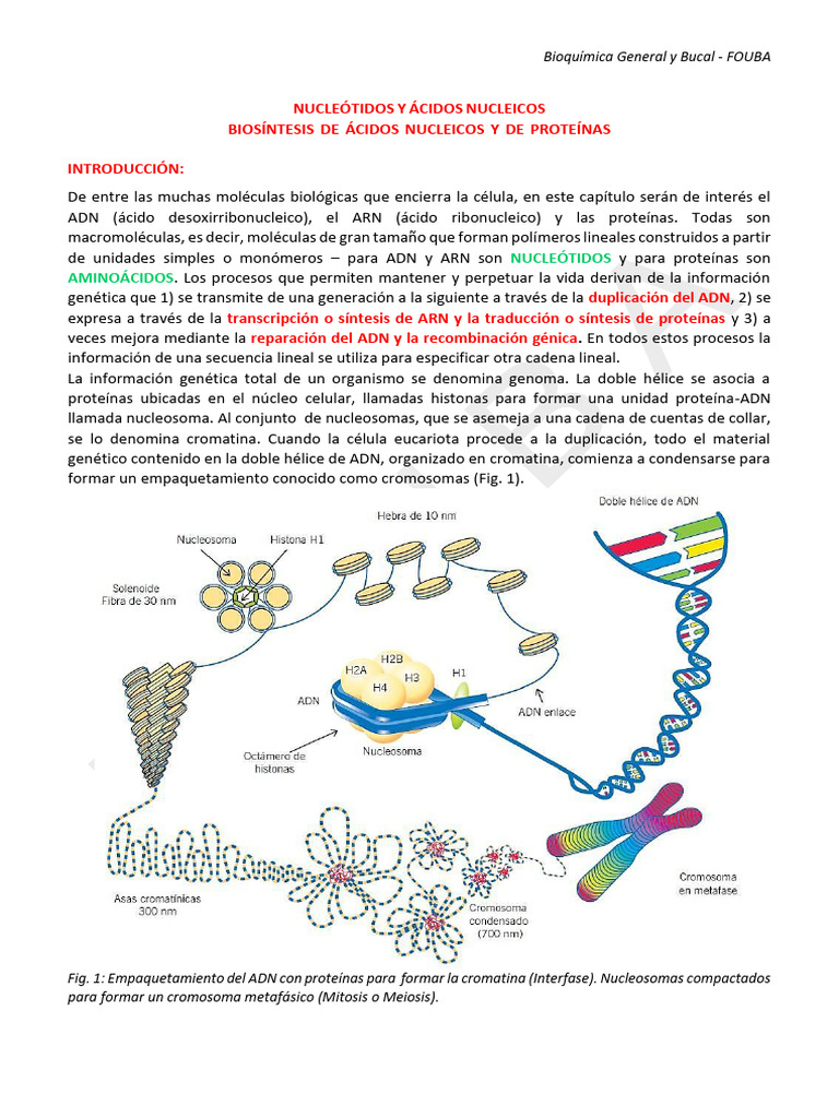 6. Acidos nucleicos | PDF | Rna | Adn