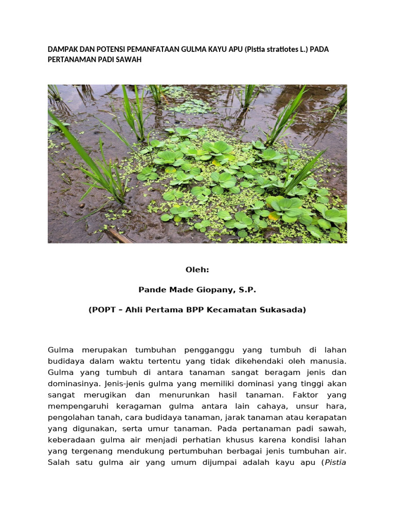 Dampak Dan Potensi Pemanfataan Gulma Kayu Apu (Pistia Stratiotes L ...