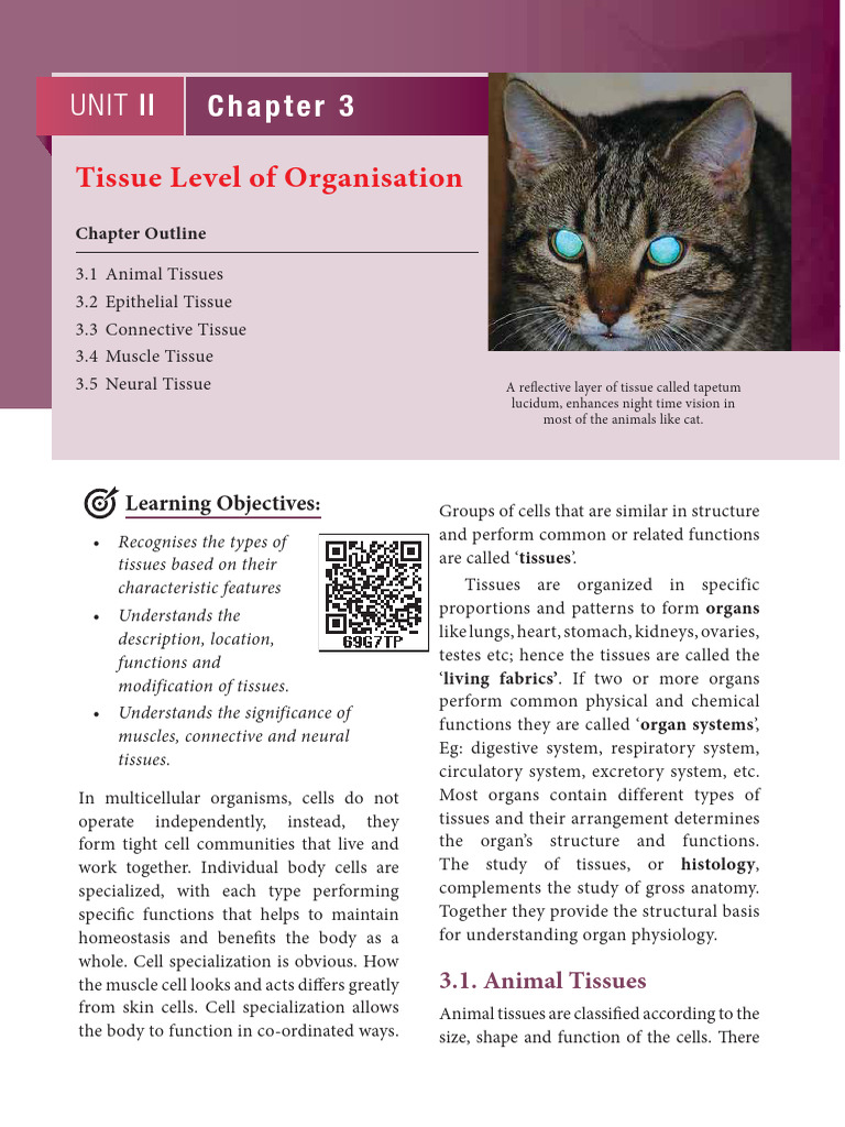 TN Board Class 11 Zoology Vol 1 EM | PDF | Epithelium | Connective Tissue