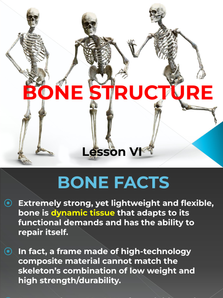 1.06 Bone Structure - 2025 | PDF | Bone | Bone Marrow