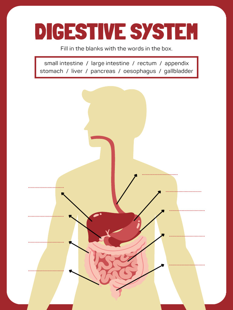 Digestive System | PDF