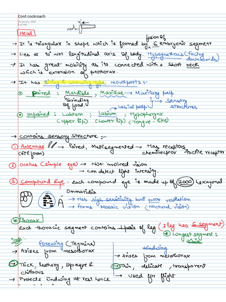 Cockroach Cont | PDF