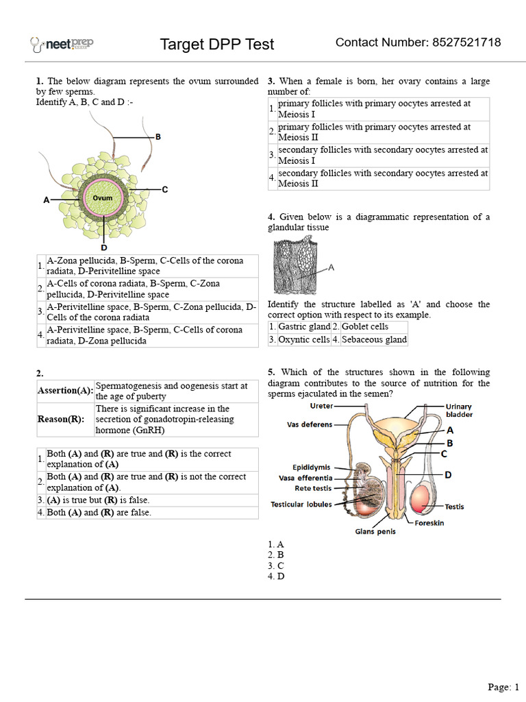 Target DPP Test Zoo | PDF | Kidney | Atrium (Heart)