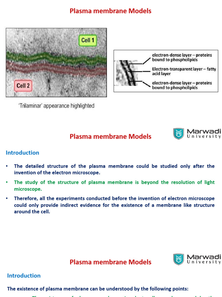Unit1 PlasmamembraneModelspdf 2025 02 06 09 17 28 | PDF | Cell Membrane ...