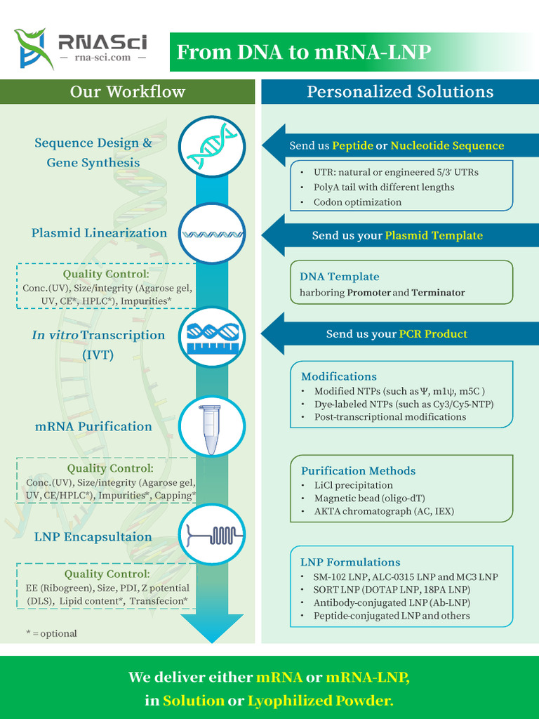 S02 Custom MRNA Synthesis - RNASci | PDF | Messenger Rna | Gene Expression