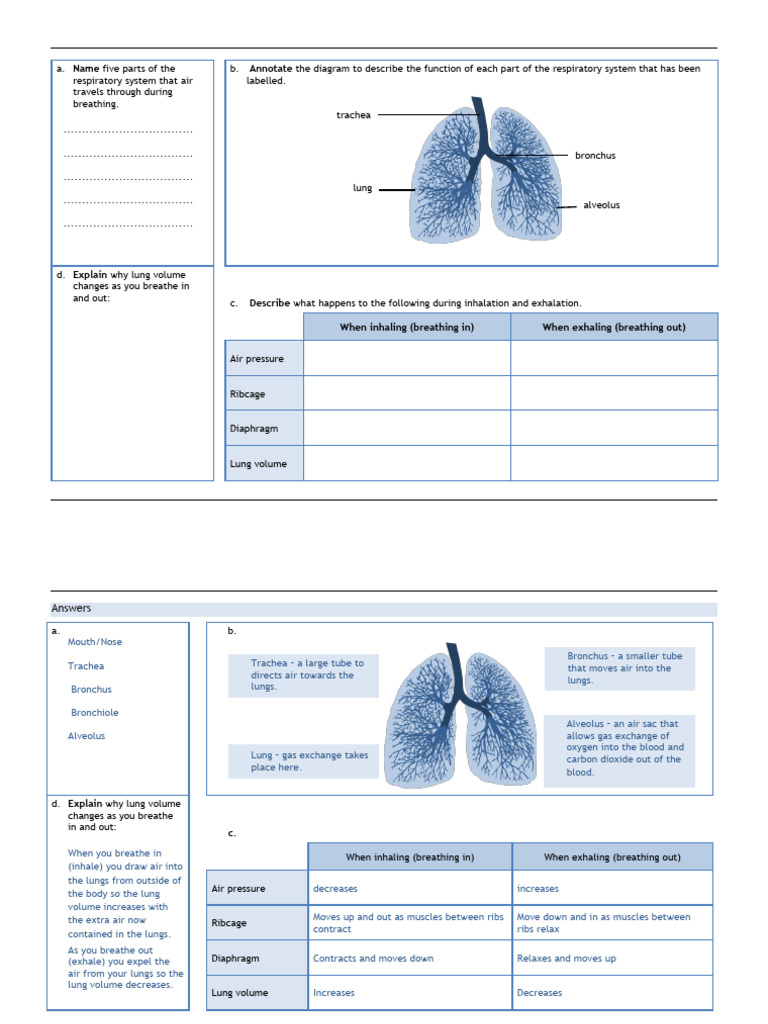 33270 | PDF | Breathing | Respiratory System