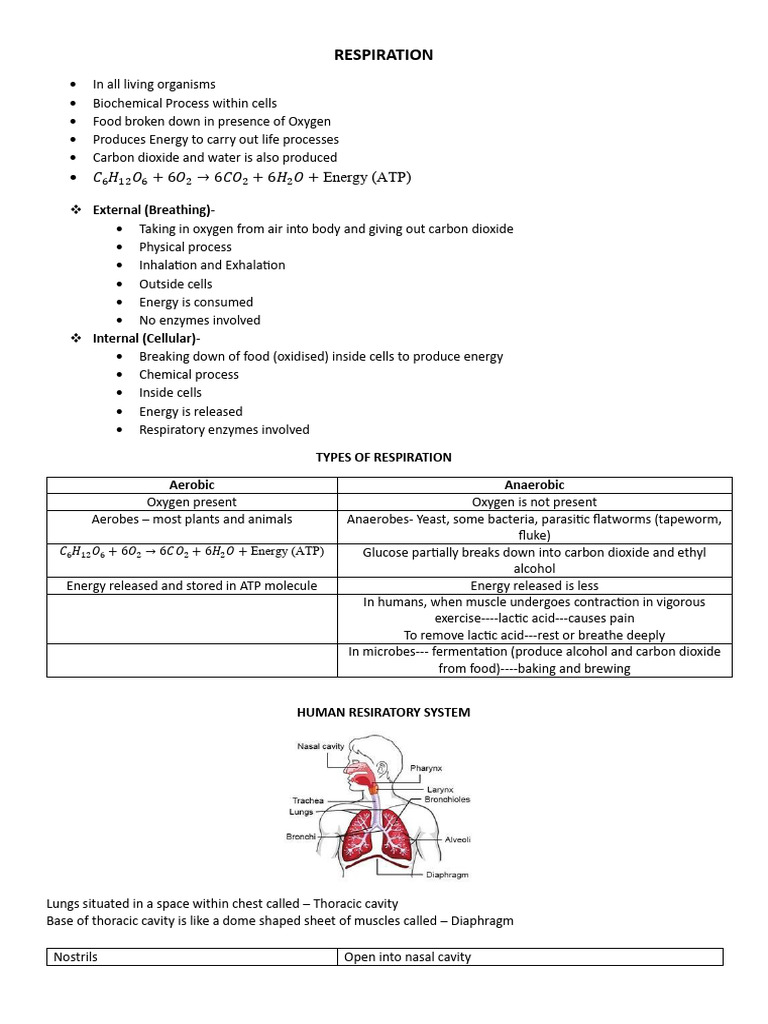 Notes On Respiration - Grade 7 | PDF | Lung | Breathing