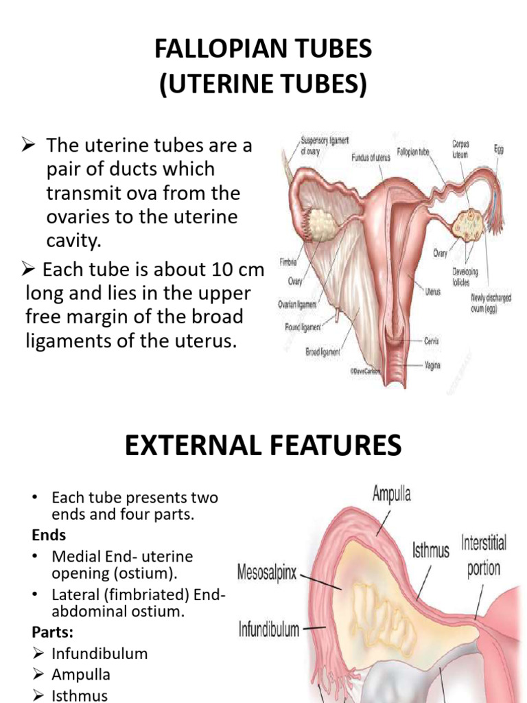 Fallopian Tube 1 | PDF