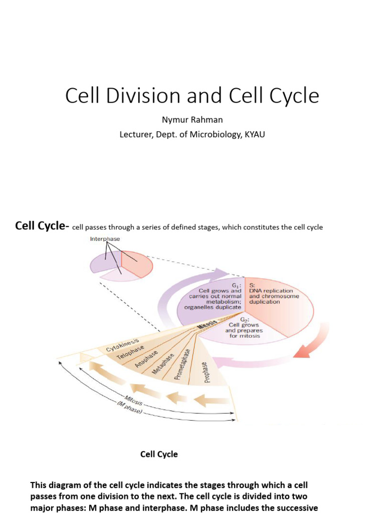 Cell Division and Cell Cycle | PDF
