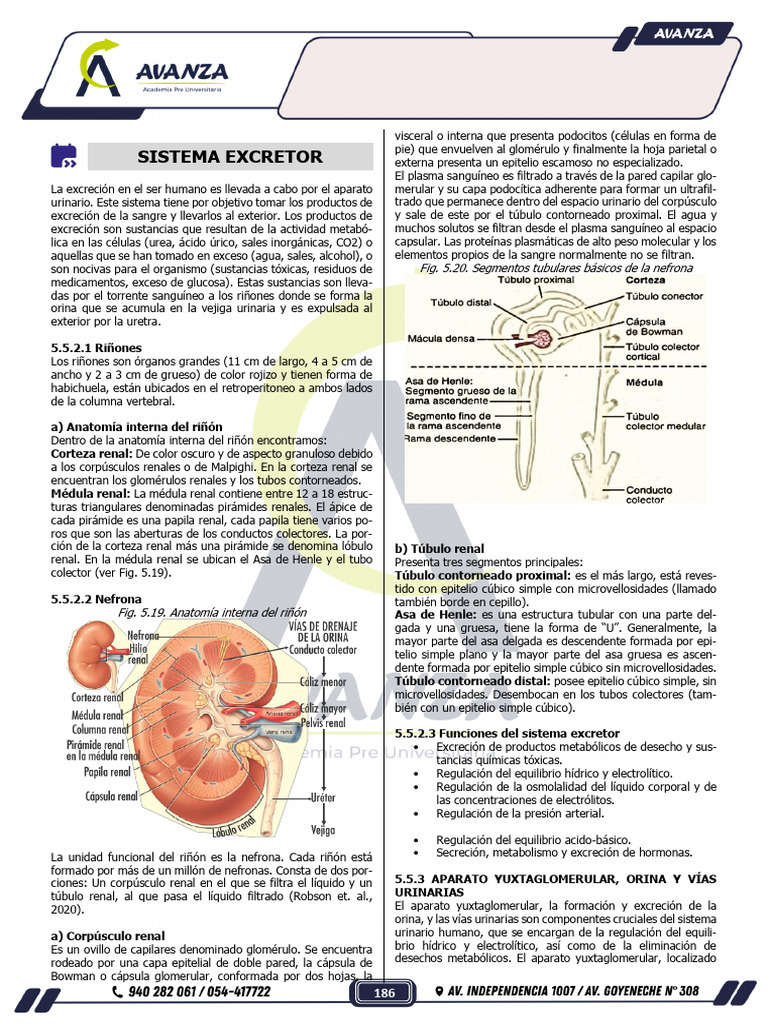 13 Anatomía Guia 2 | PDF | Riñón | Pulmón