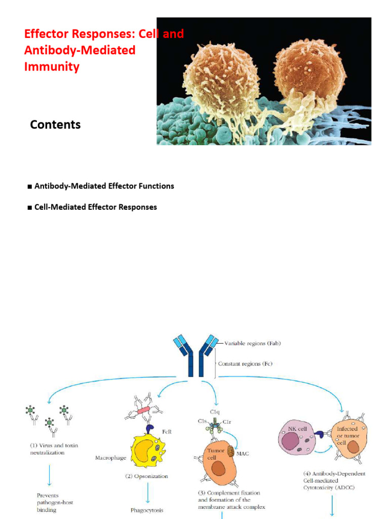 Effector Response | PDF