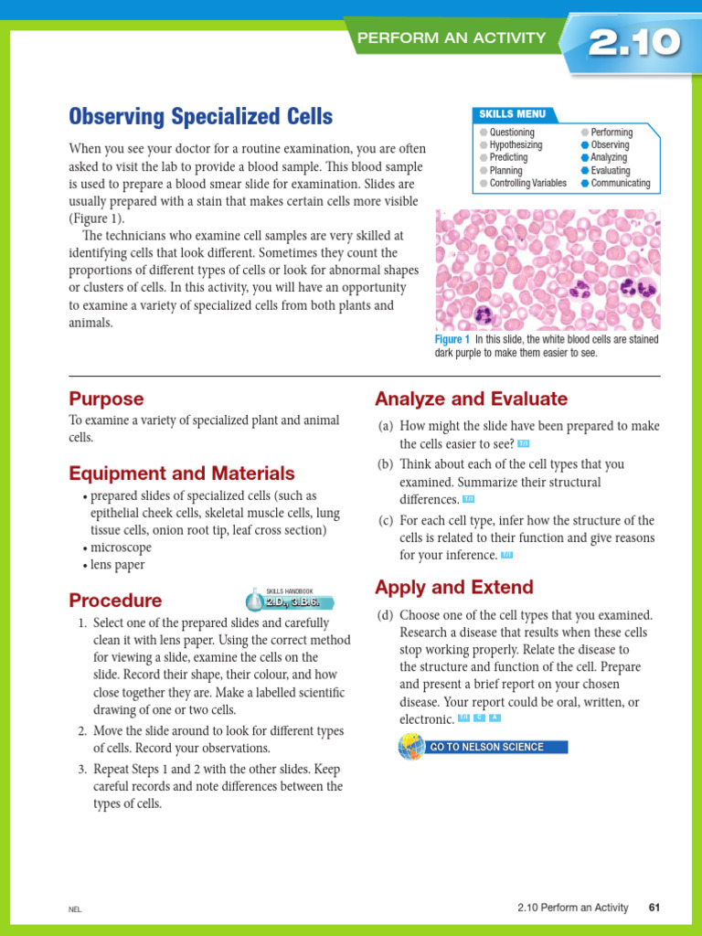 61 B.2.10 Lab - Observing Specialized Cells | PDF | Staining | Cell ...