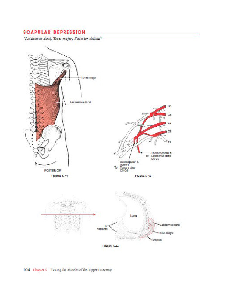 Crutch Muscles | PDF