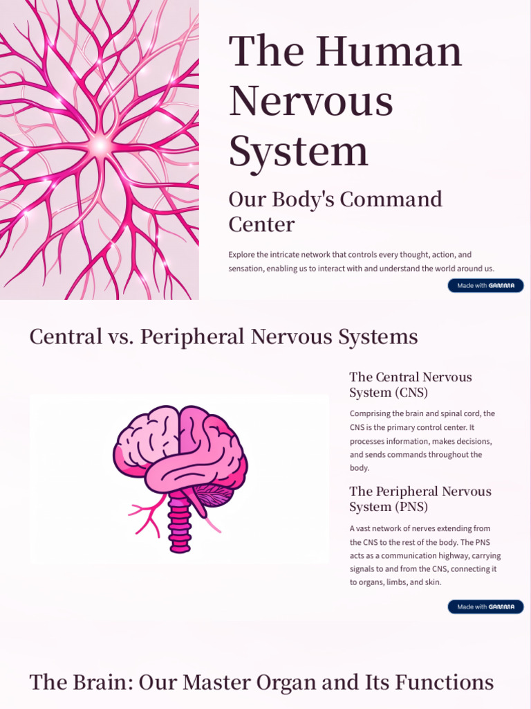 The Human Nervous System | PDF | Nervous System | Neuron