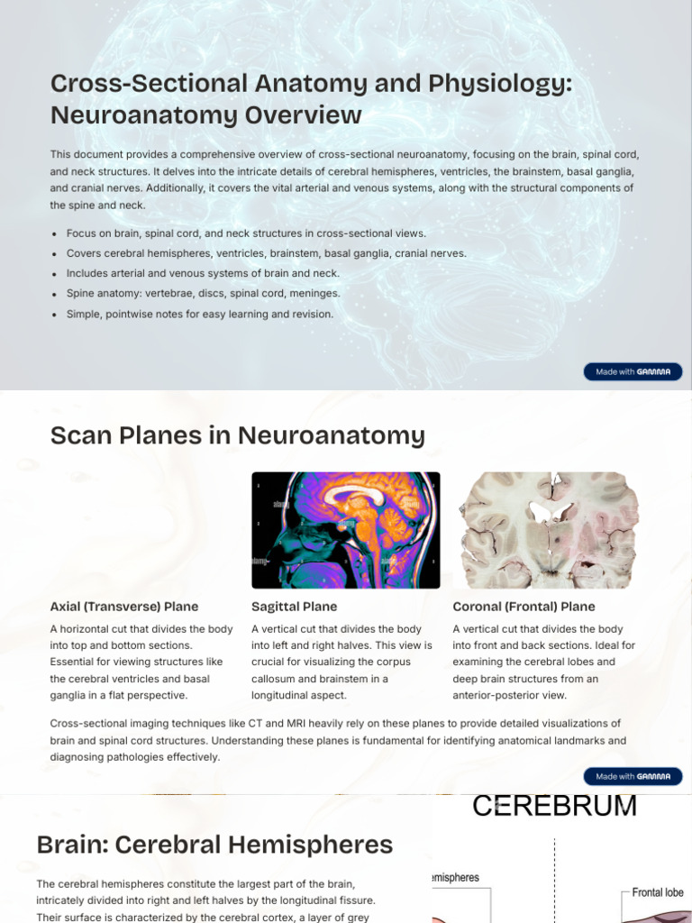 Cross Sectional Anatomy and Physiology Neuroanatomy Overview | PDF ...