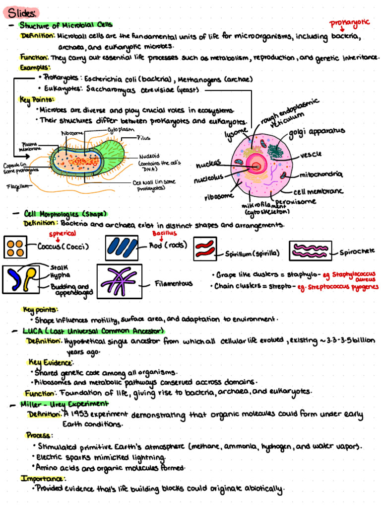 Notes Slides Microbiology | PDF | Adenosine Triphosphate | Metabolism