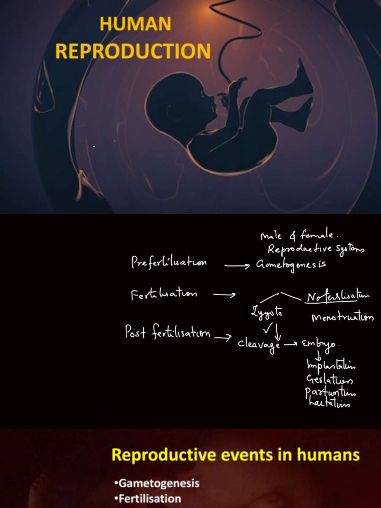 Exam Winner +2 Biology Chapter 2 Human Reproduction One Shot Note | PDF