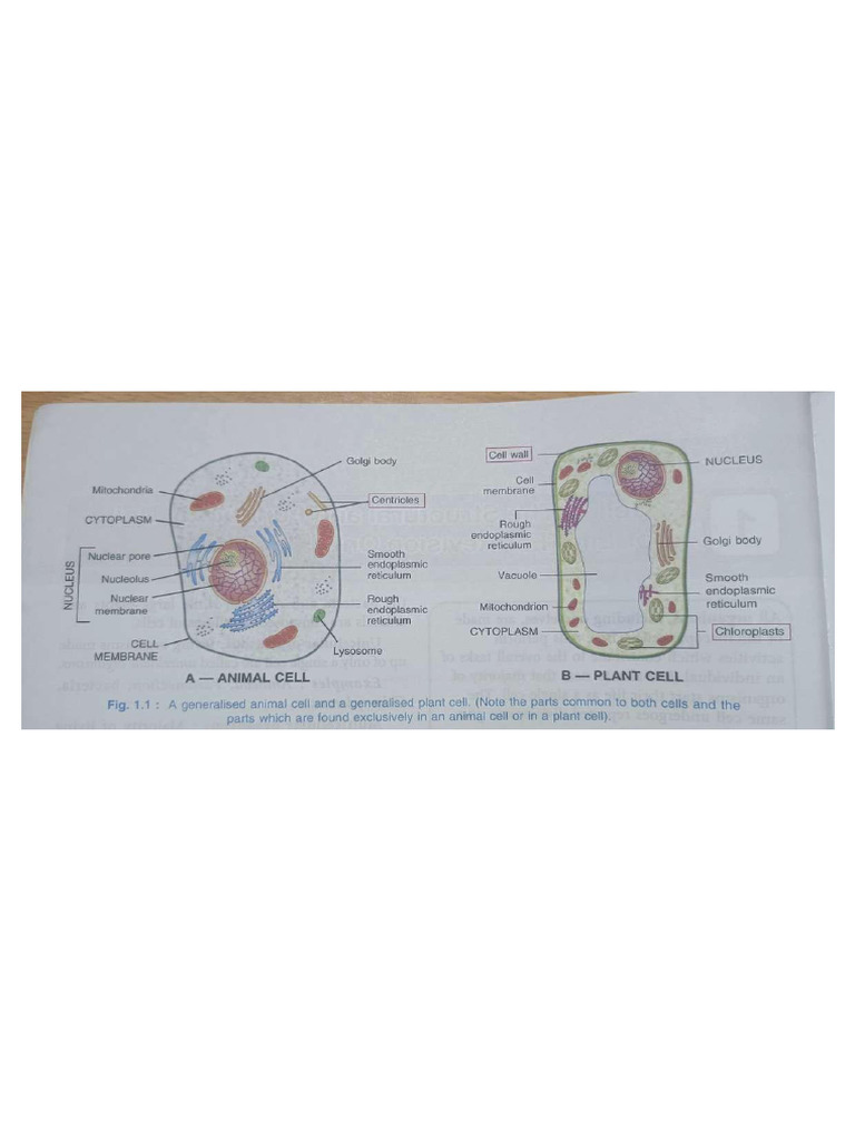 Class 10 - Record Diagrams 2025-26 | PDF