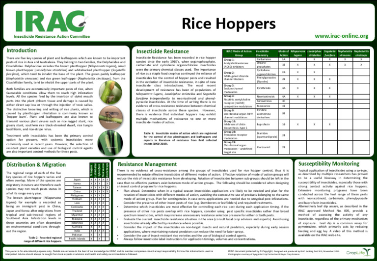 Planthoper | PDF | Insecticide | Rice