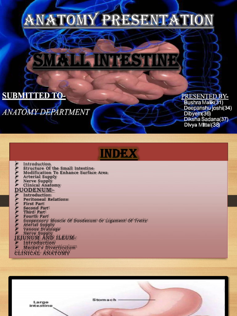 Small Intestine | PDF