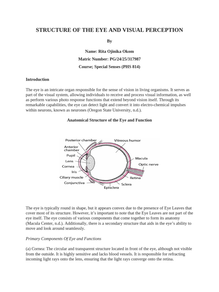 Structure of Eye and Visual Perception | PDF | Visual Cortex | Visual ...