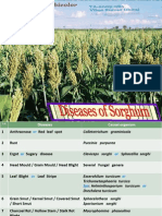 Download Disease of Sorghum by Vikas Bhardwaj SN99683374 doc pdf