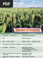 Download Disease of Sorghum by Vikas Bhardwaj SN99683374 doc pdf