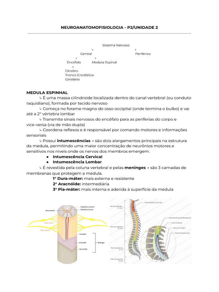 Neuroanatomofisiologia - Medula Espinhal | PDF | Medula espinhal | Nervo