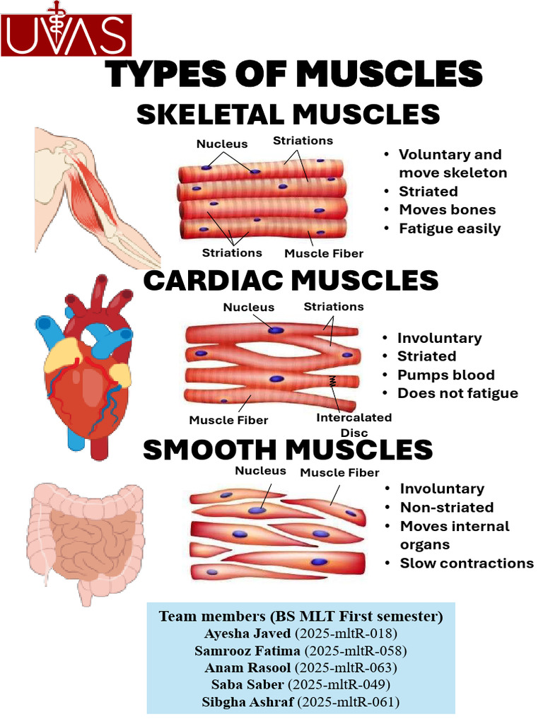 Types of Muscles | PDF