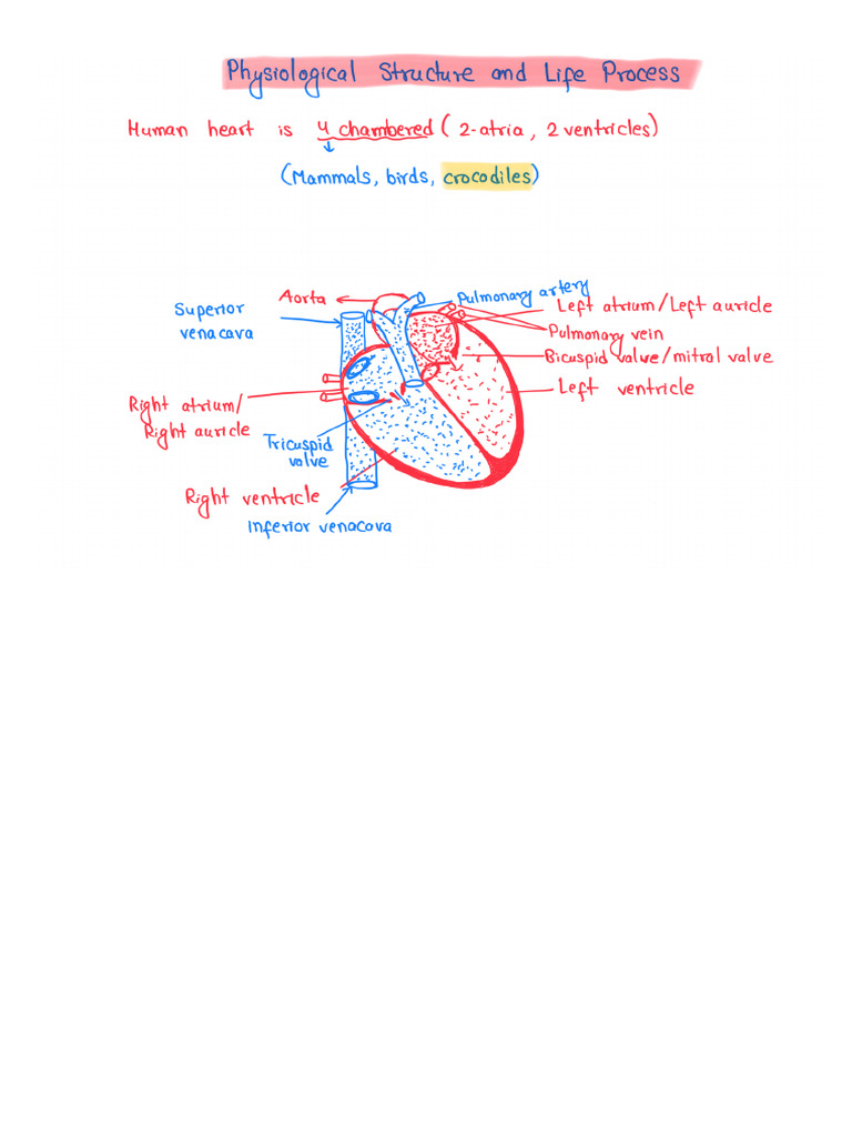 Physiological Structure and Life Process | PDF