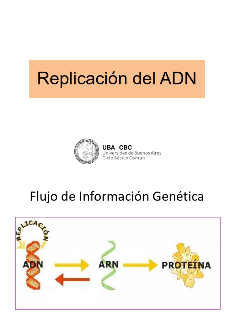 Replicación ADN | PDF | Replicación De Adn | Adn